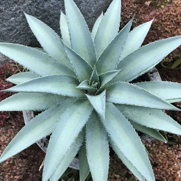 Mad about MangaveĀ® 'Frosted Elegance' Mangave