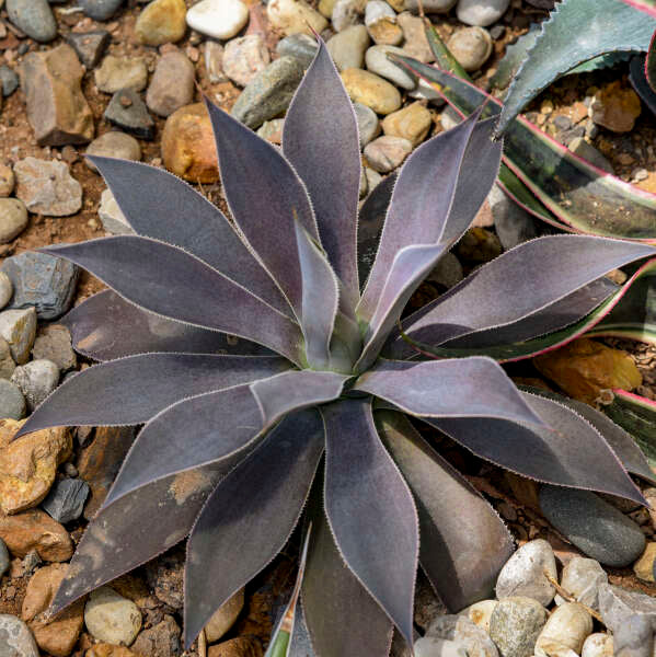 Mad about Mangave® 'Lavender Lady' Mangave - Image 4