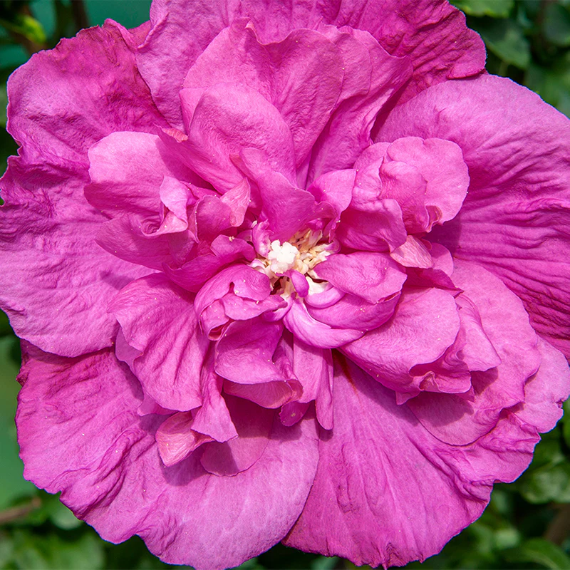 Magenta Chiffon® Rose of Sharon (Hibiscus) - Image 2