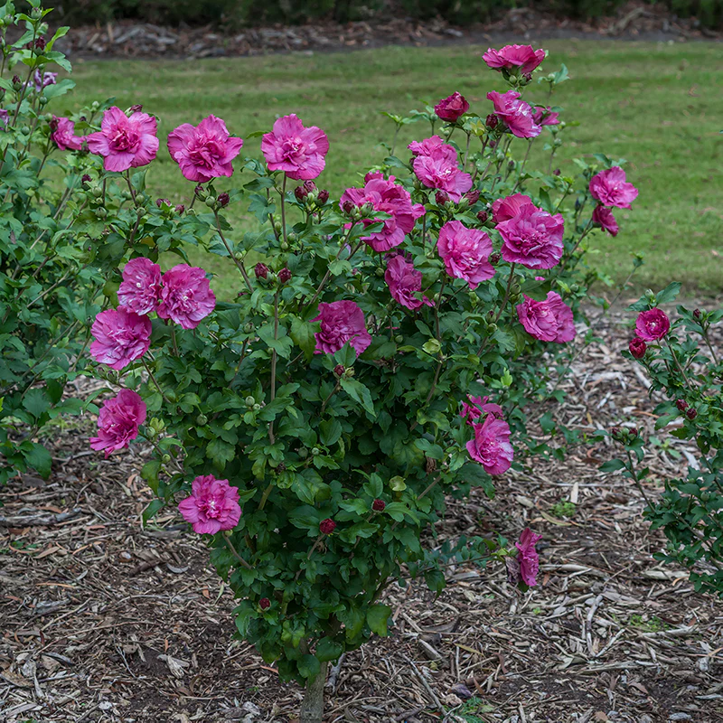 Magenta Chiffon® Rose of Sharon (Hibiscus) - Image 3