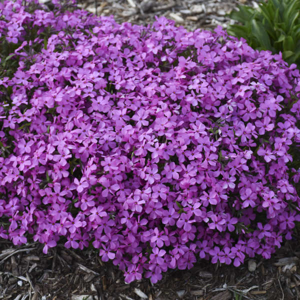 'Magenta Sprite' Hybrid Spring Phlox - Image 2