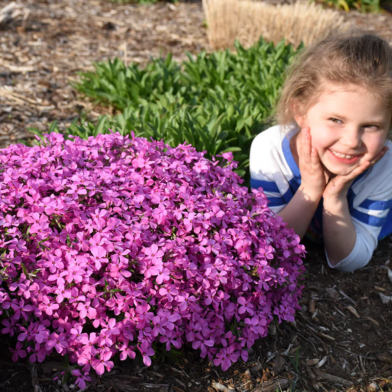 'Magenta Sprite' Hybrid Spring Phlox - Image 3
