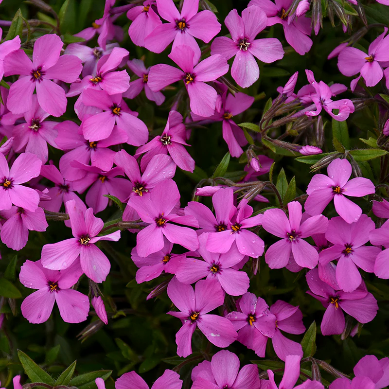 'Magenta Sprite' Hybrid Spring Phlox - Image 4