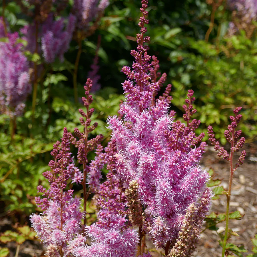 'Maggie Daley' Astilbe - Image 2