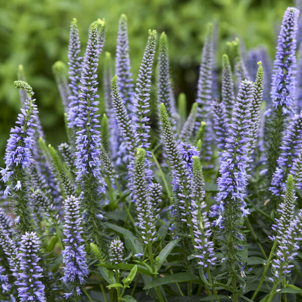 Magic Show® 'Ever After' Spike Speedwell (Veronica)