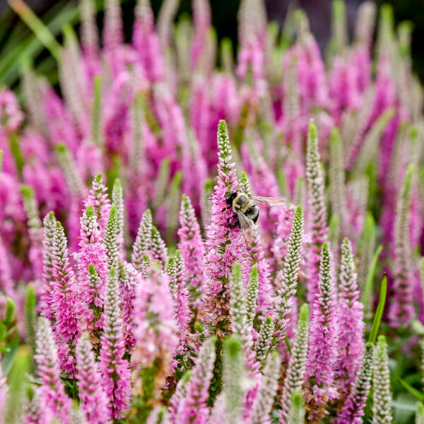 Magic Show® 'Pink Potion' Spike Speedwell (Veronica) - Image 2