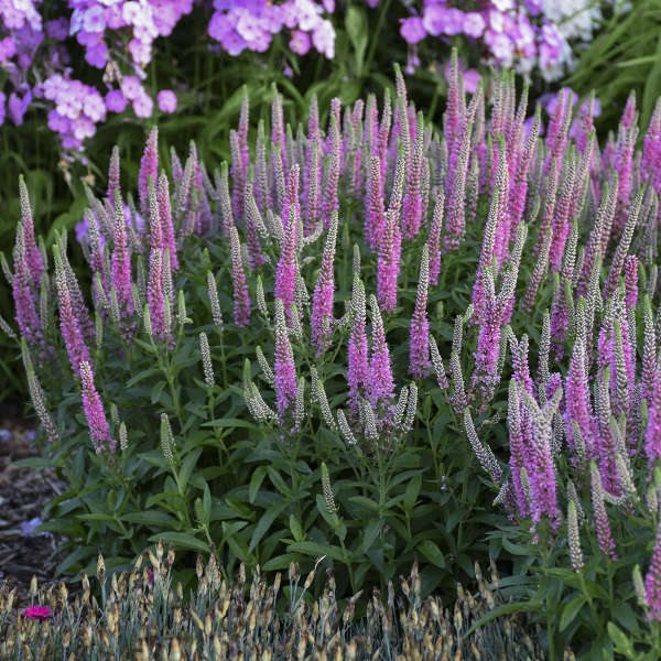 Magic Show® 'Pink Potion' Spike Speedwell (Veronica) - Image 3