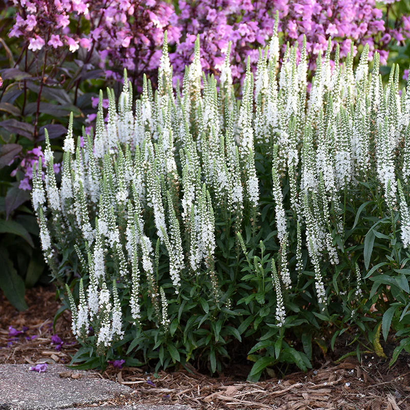 Magic Show® 'White Wands' Spike Speedwell (Veronica)