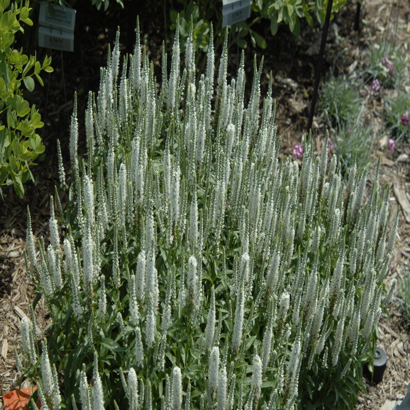 Magic Show® 'White Wands' Spike Speedwell (Veronica) - Image 2