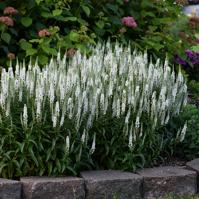 Magic Show® 'White Wands' Spike Speedwell (Veronica) - Image 3