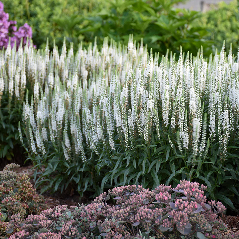 Magic Show® 'White Wands' Spike Speedwell (Veronica) - Image 4