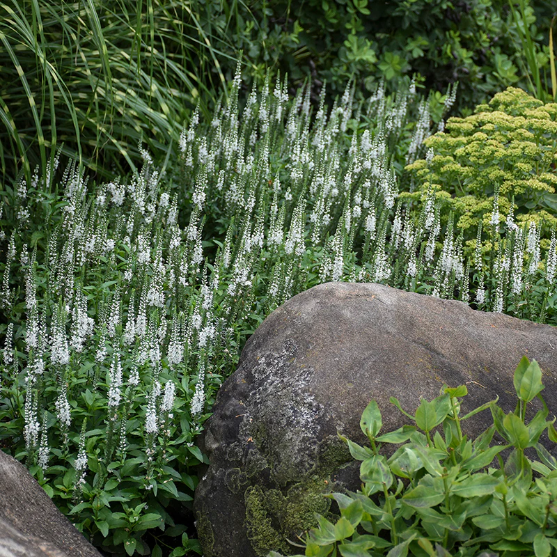 Magic Show® 'White Wands' Spike Speedwell (Veronica) - Image 5