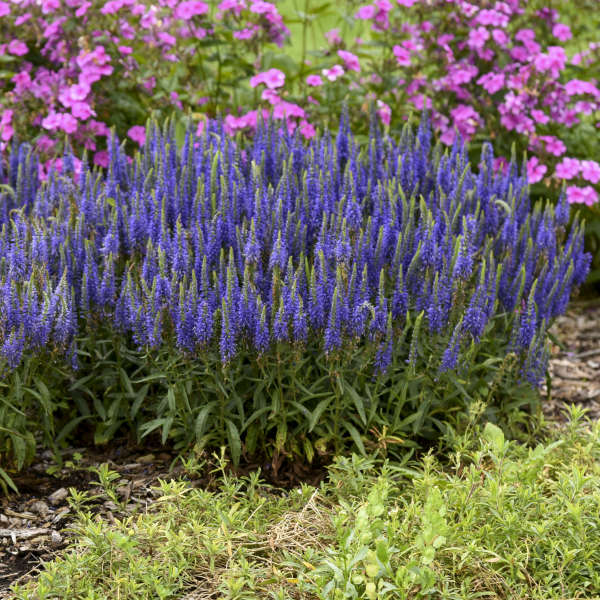 Magic Show® 'Wizard of Ahhs' Spike Speedwell (Veronica) - Image 2