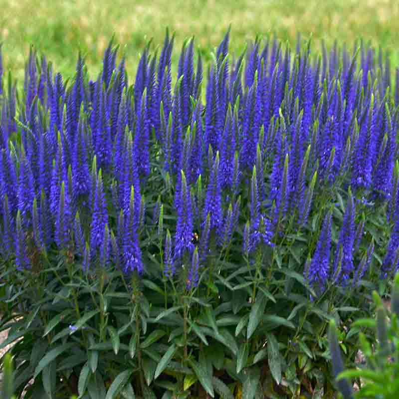 Magic Show® 'Wizard of Ahhs' Spike Speedwell (Veronica) - Image 3