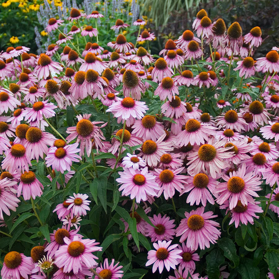 'Magnus Superior' Coneflower (Echinacea)