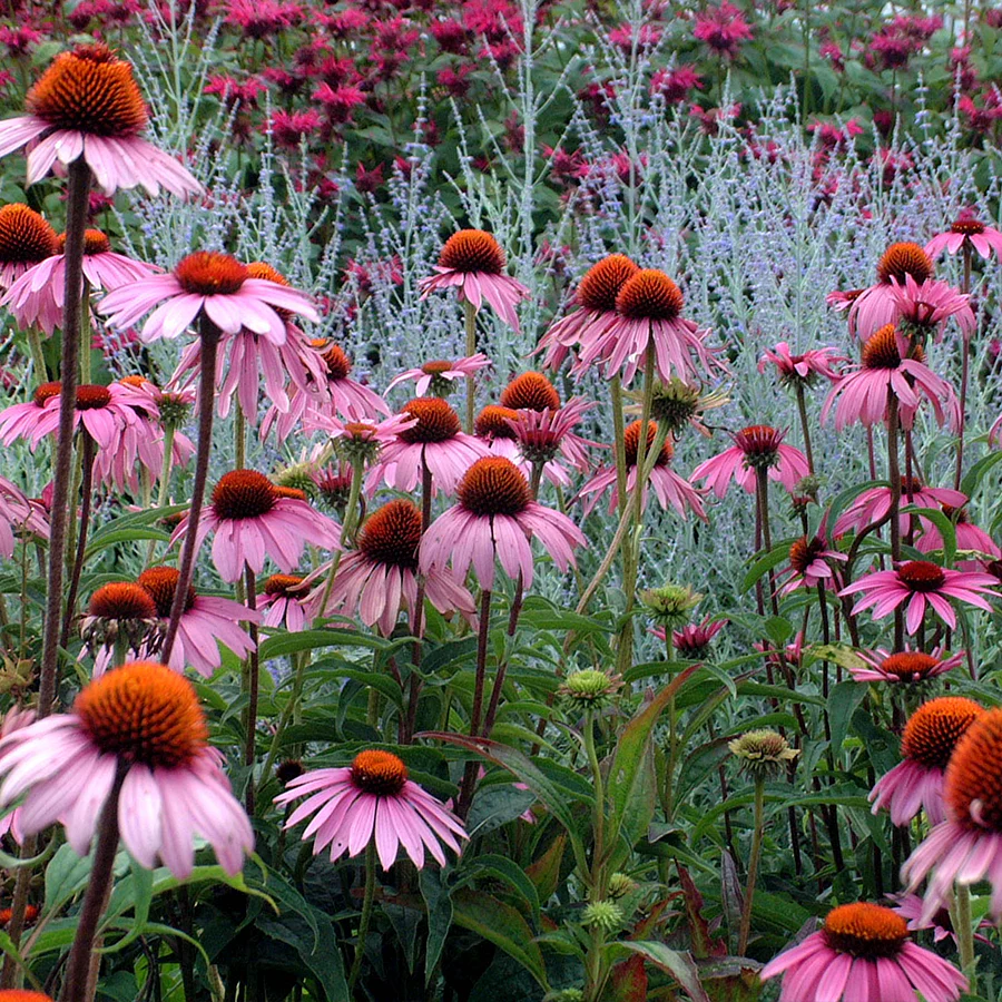'Magnus Superior' Coneflower (Echinacea) - Image 2