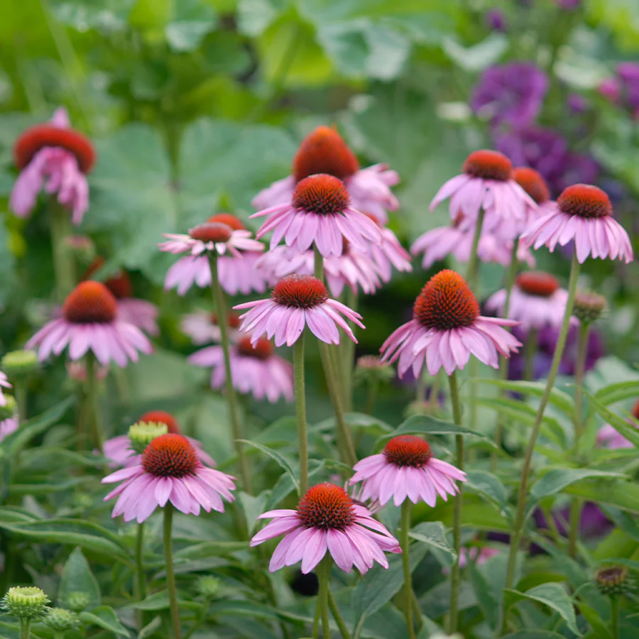 'Magnus Superior' Coneflower (Echinacea) - Image 3