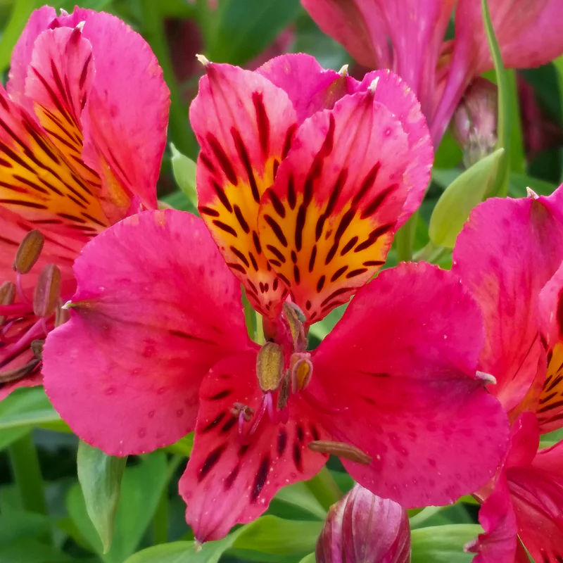 'Majestic Tierce' Peruvian Lily (Alstroemeria) - Image 2