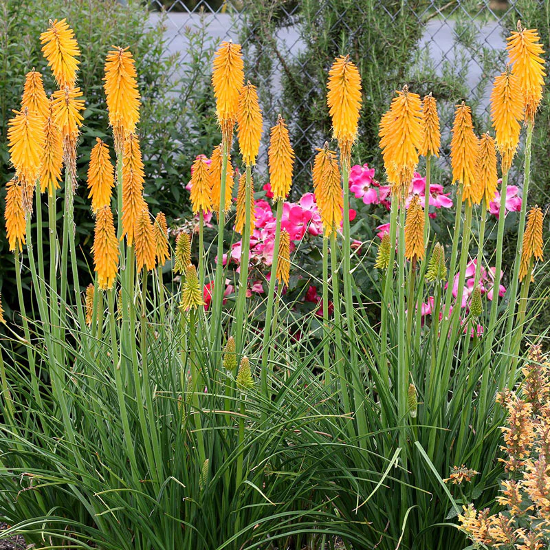 'Mango Popsicle' Red Hot Poker (Kniphofia) - Image 2