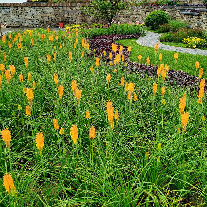 'Mango Popsicle' Red Hot Poker (Kniphofia) - Image 4