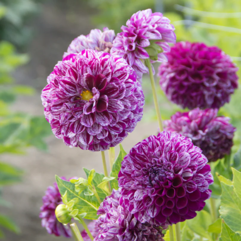 'Marble Ball' Dahlia - Image 3