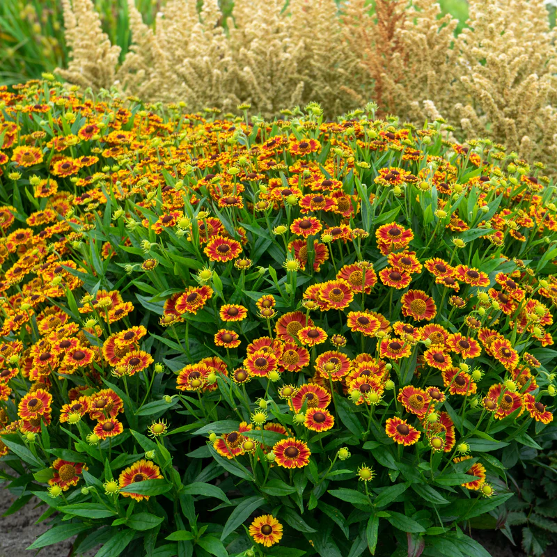 Mariachi™ 'Fuego' Helenium - Image 2