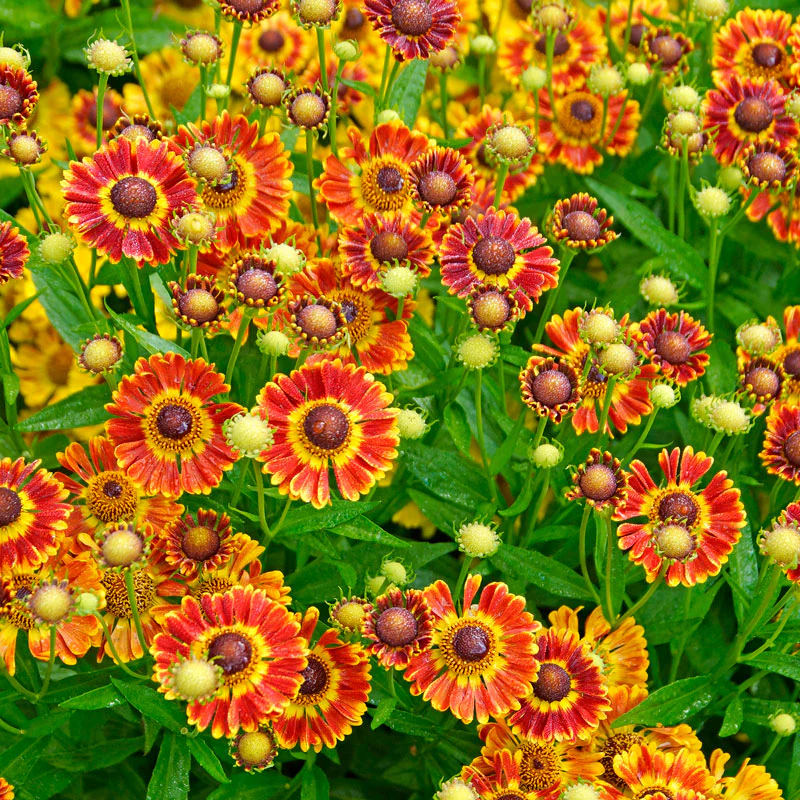 Mariachi™ 'Fuego' Helenium - Image 3