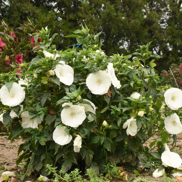 'Marshmallow Moon' Perennial Hibiscus