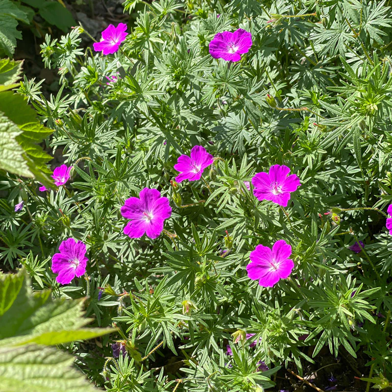 'Max Frei' Bloody Cranesbill (Geranium)