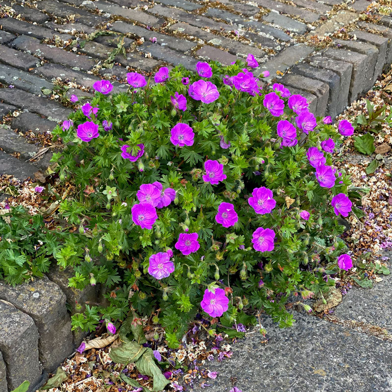 'Max Frei' Bloody Cranesbill (Geranium) - Image 2