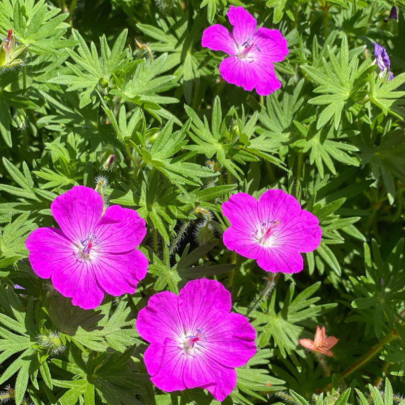 'Max Frei' Bloody Cranesbill (Geranium) - Image 3