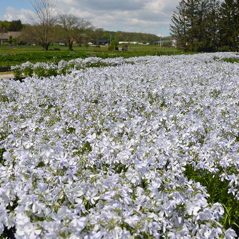 'May Breeze' Woodland Phlox - Image 3