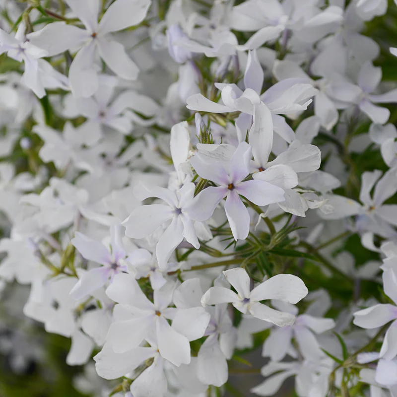 'May Breeze' Woodland Phlox - Image 4