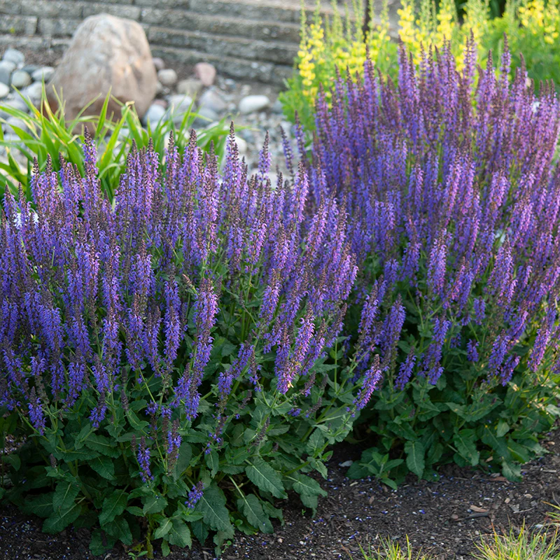 'May Night' Salvia - Image 4