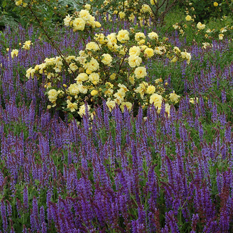 'May Night' Salvia - Image 5