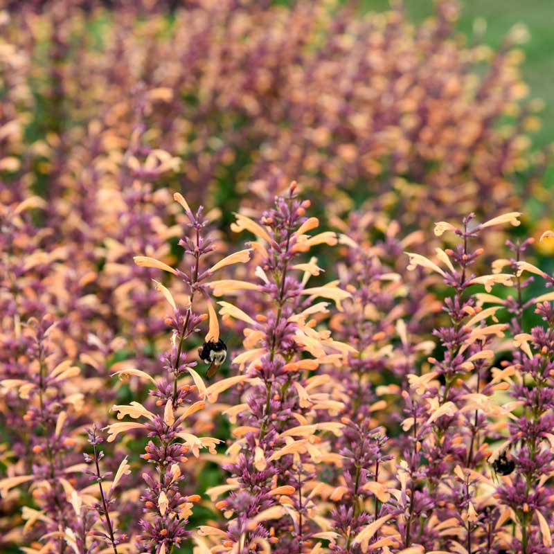 Meant to Bee⢠Queen Nectarine Hummingbird Mint (Agastache)
