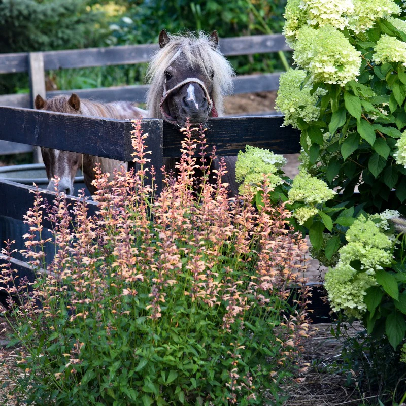 Meant to Bee⢠Queen Nectarine Hummingbird Mint (Agastache) - Image 2