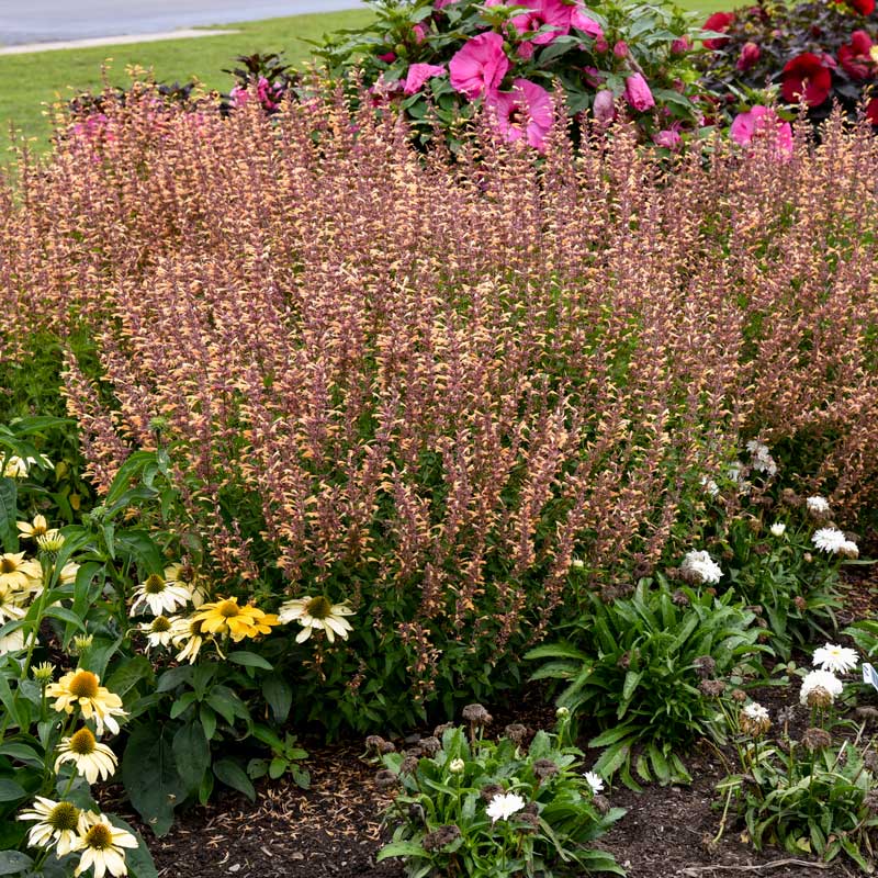 Meant to Bee⢠Queen Nectarine Hummingbird Mint (Agastache) - Image 3