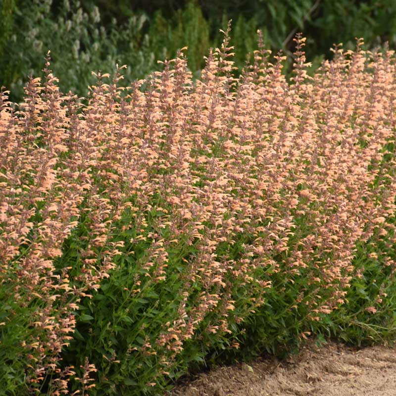 Meant to Bee⢠Queen Nectarine Hummingbird Mint (Agastache) - Image 4