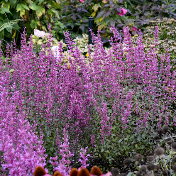 Meant to Bee™ Royal Raspberry Hummingbird Mint (Agastache) - Image 3