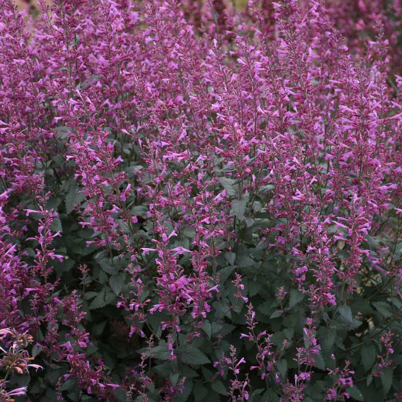 Meant to Bee™ Royal Raspberry Hummingbird Mint (Agastache) - Image 4