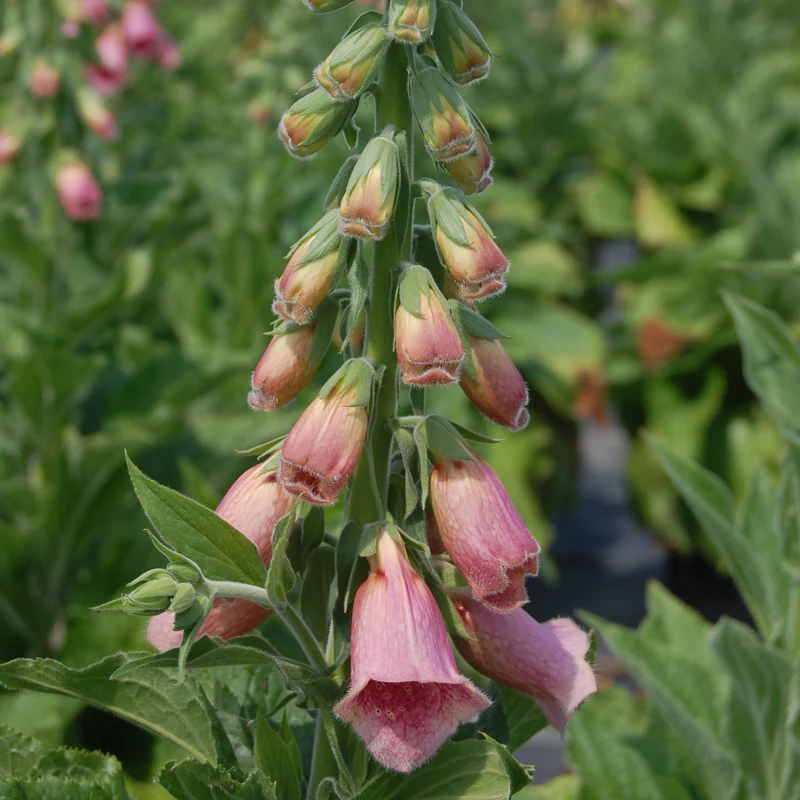 Merton Foxglove (Digitalis) - Image 2