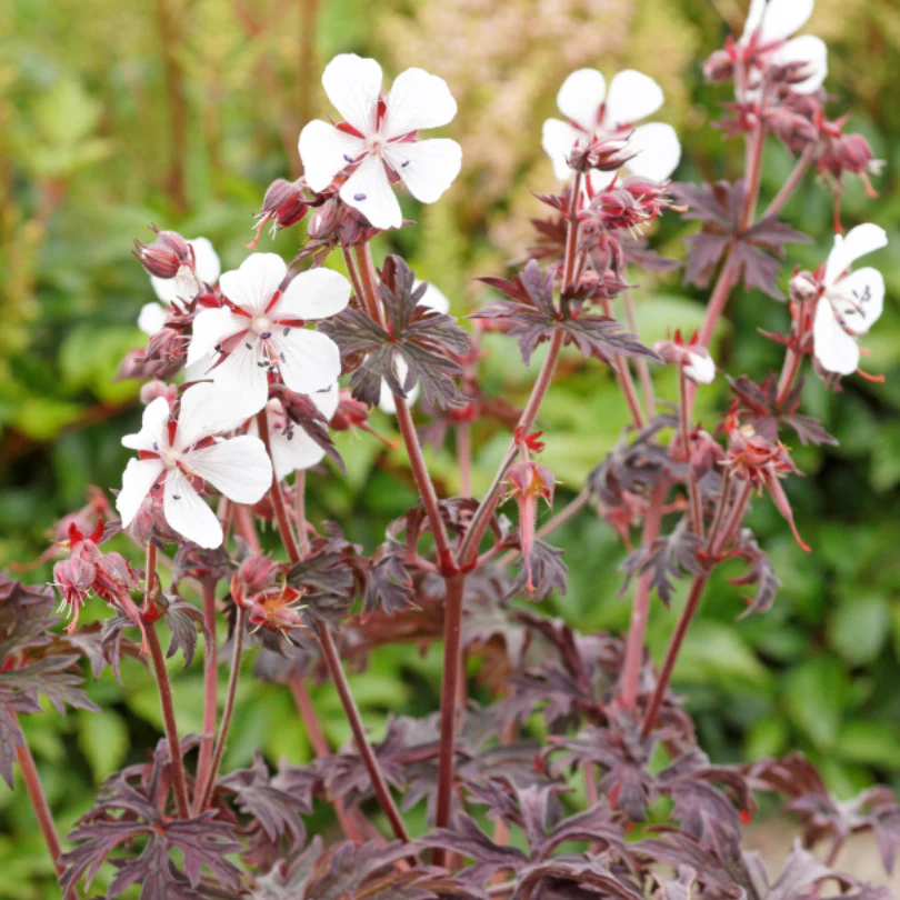 'Midnight Ghost' Cranesbill (Geranium) - Image 2