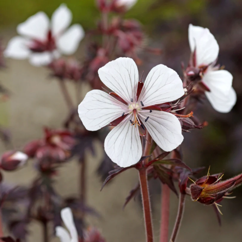 'Midnight Ghost' Cranesbill (Geranium) - Image 3