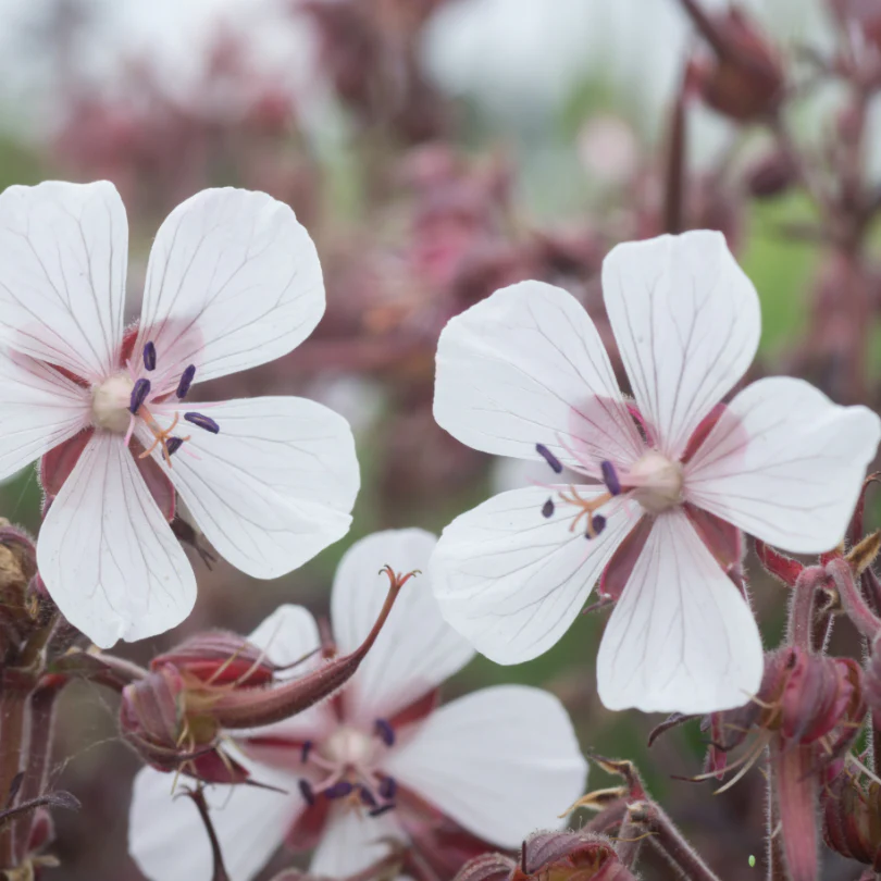 'Midnight Ghost' Cranesbill (Geranium) - Image 4