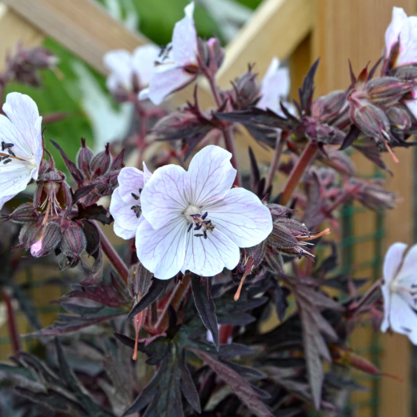 'Midnight Ghost' Cranesbill (Geranium) - Image 5