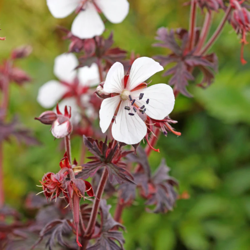 'Midnight Ghost' Cranesbill (Geranium) - Image 6