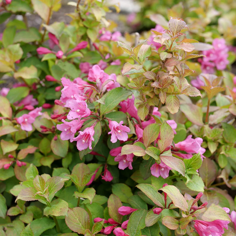 Midnight Sun® Weigela - Image 3