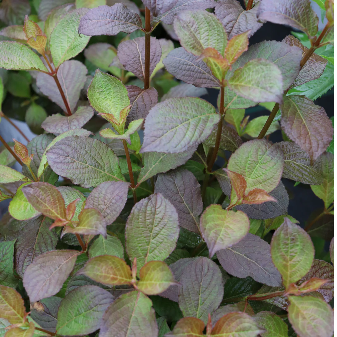 Midnight Sun® Weigela - Image 4