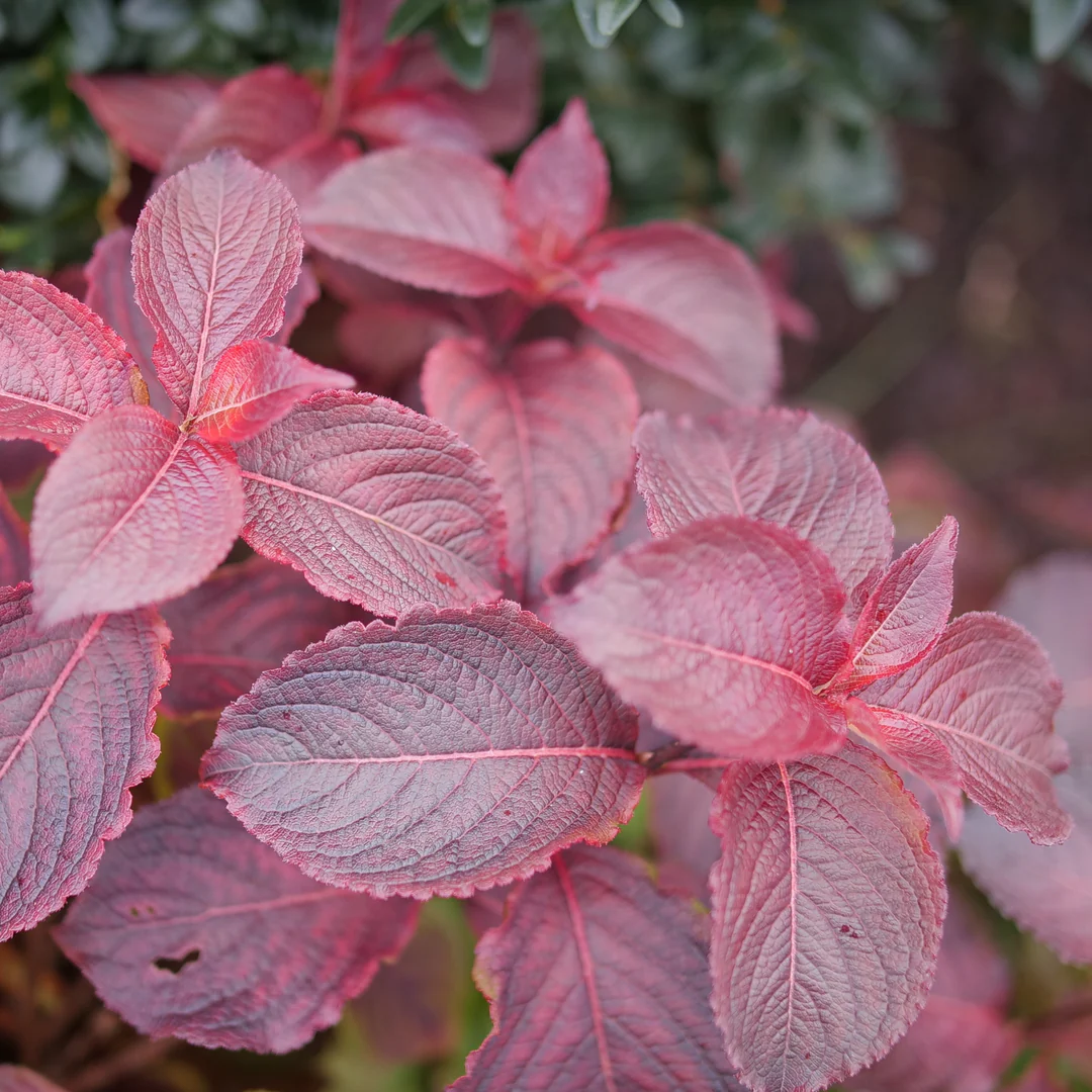Midnight Sun® Weigela - Image 5